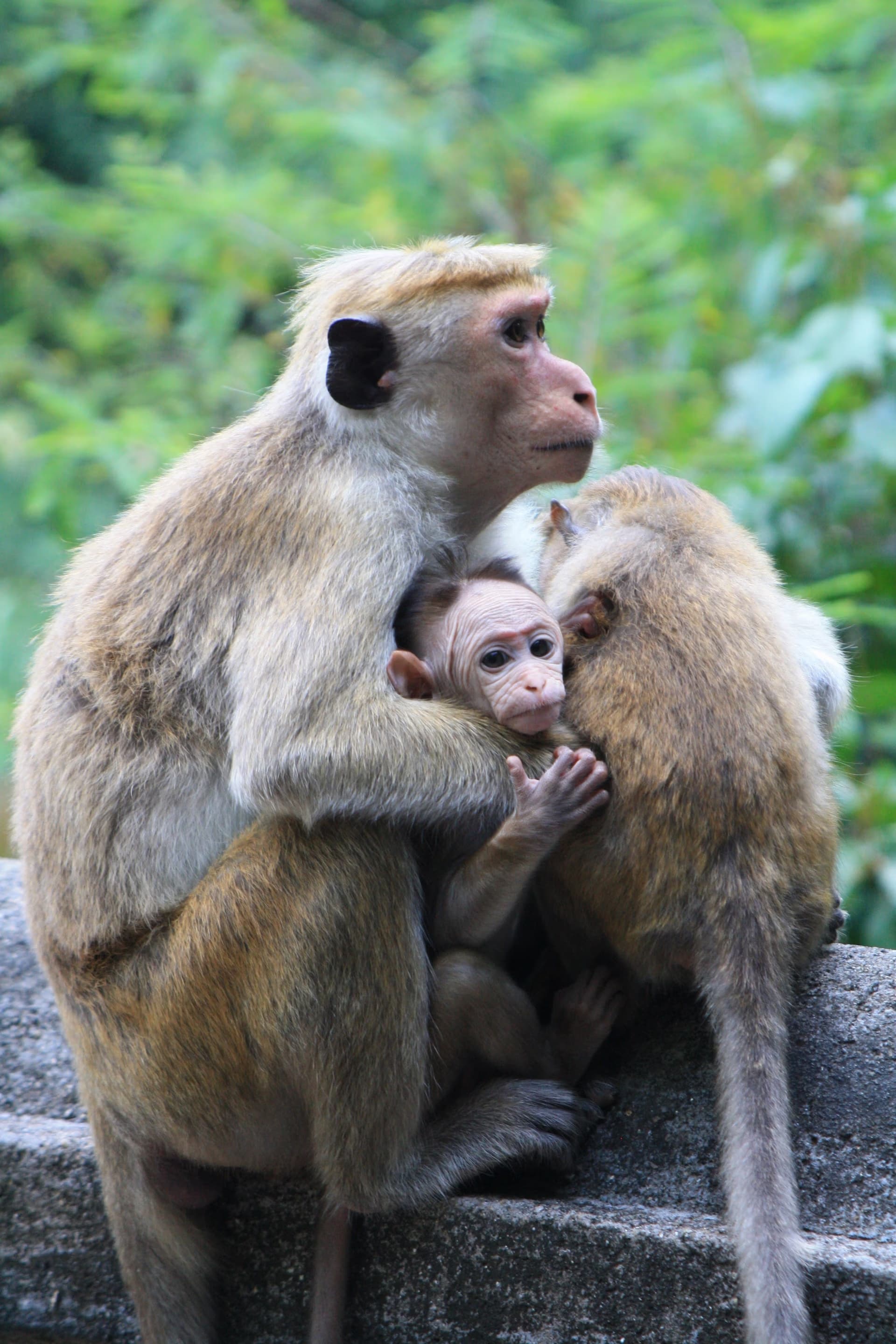 Macaque Monkeys
