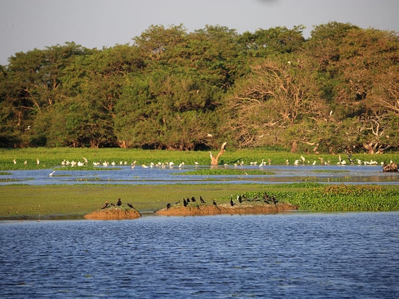 Noon: Emerald Wetlands