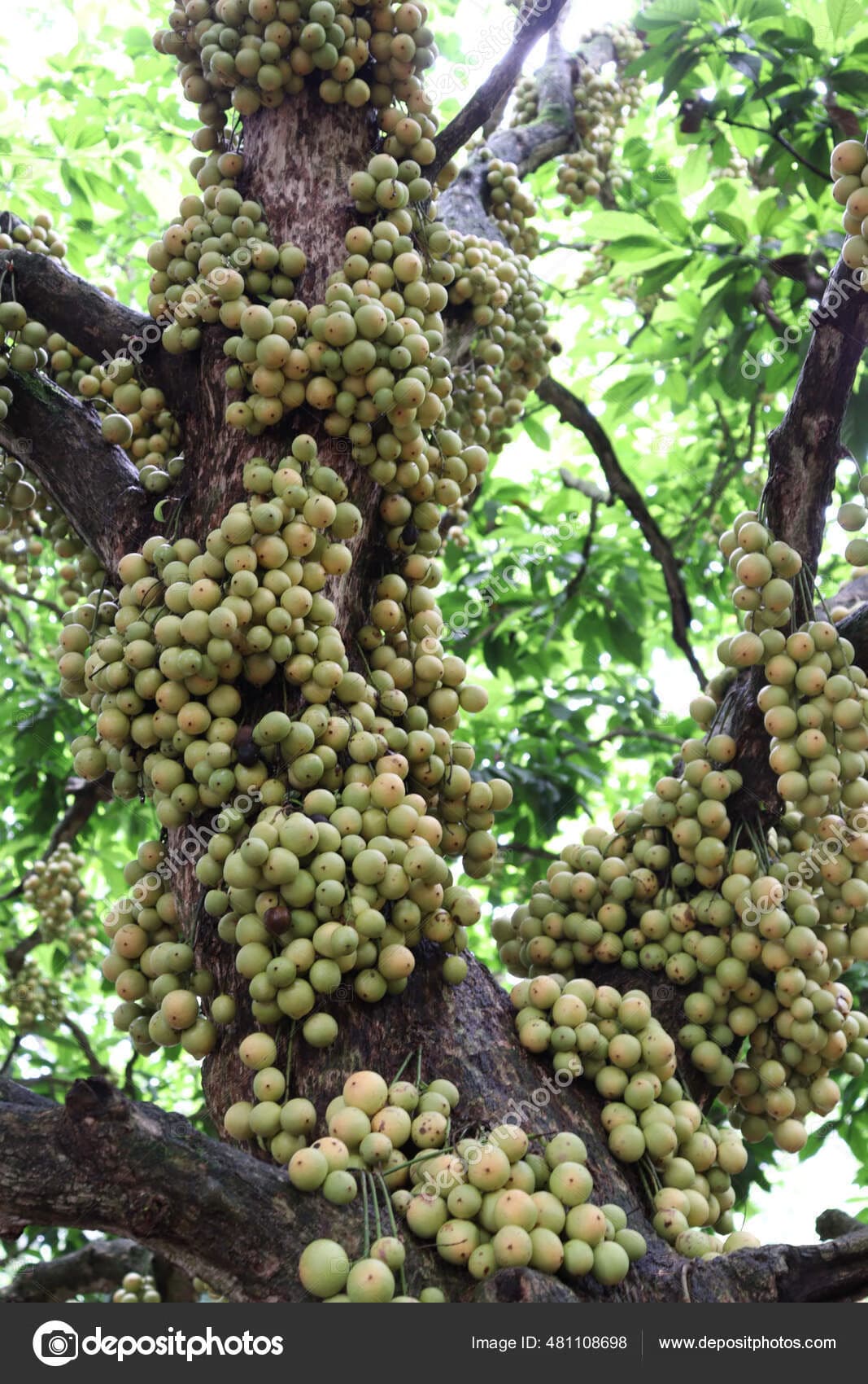 Gaduguda Tree