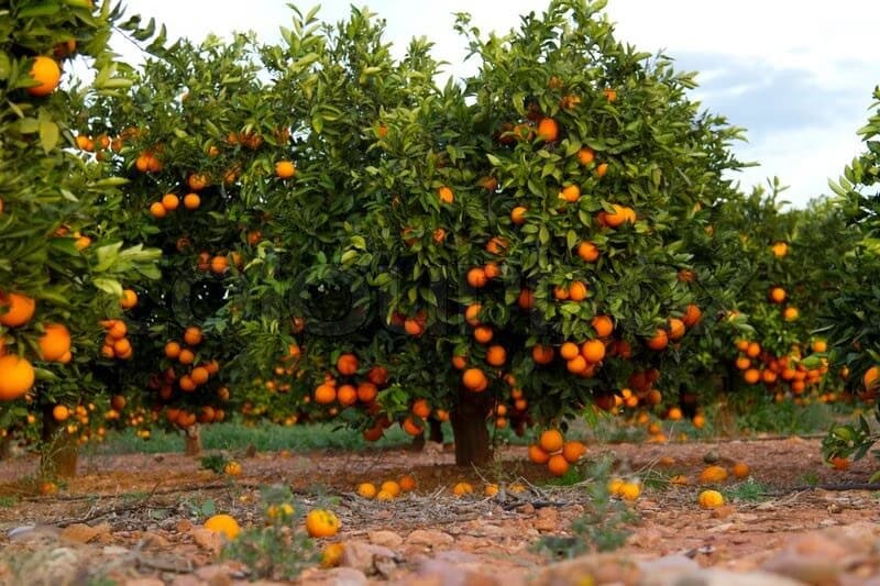 Orange Orchards