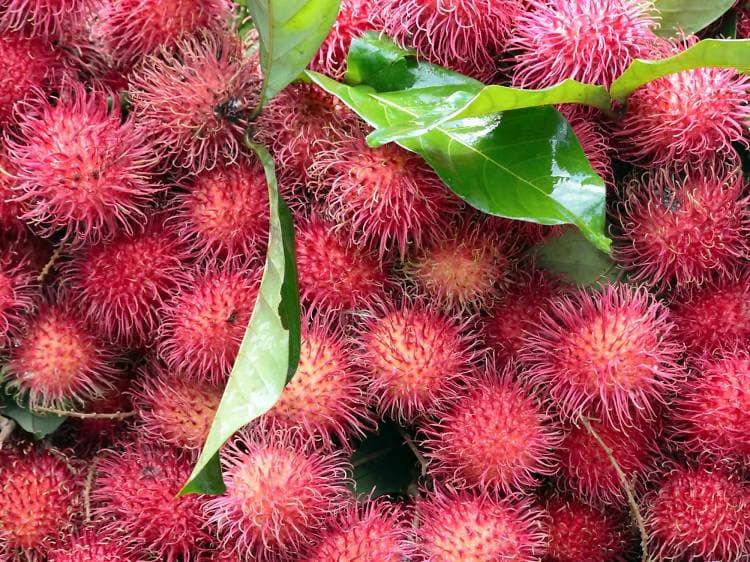 Tropical Rambutan