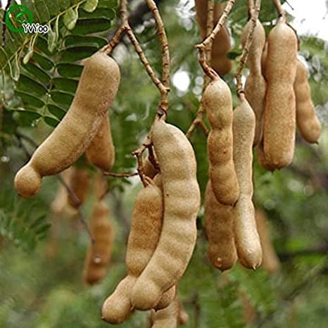 Tamarind
